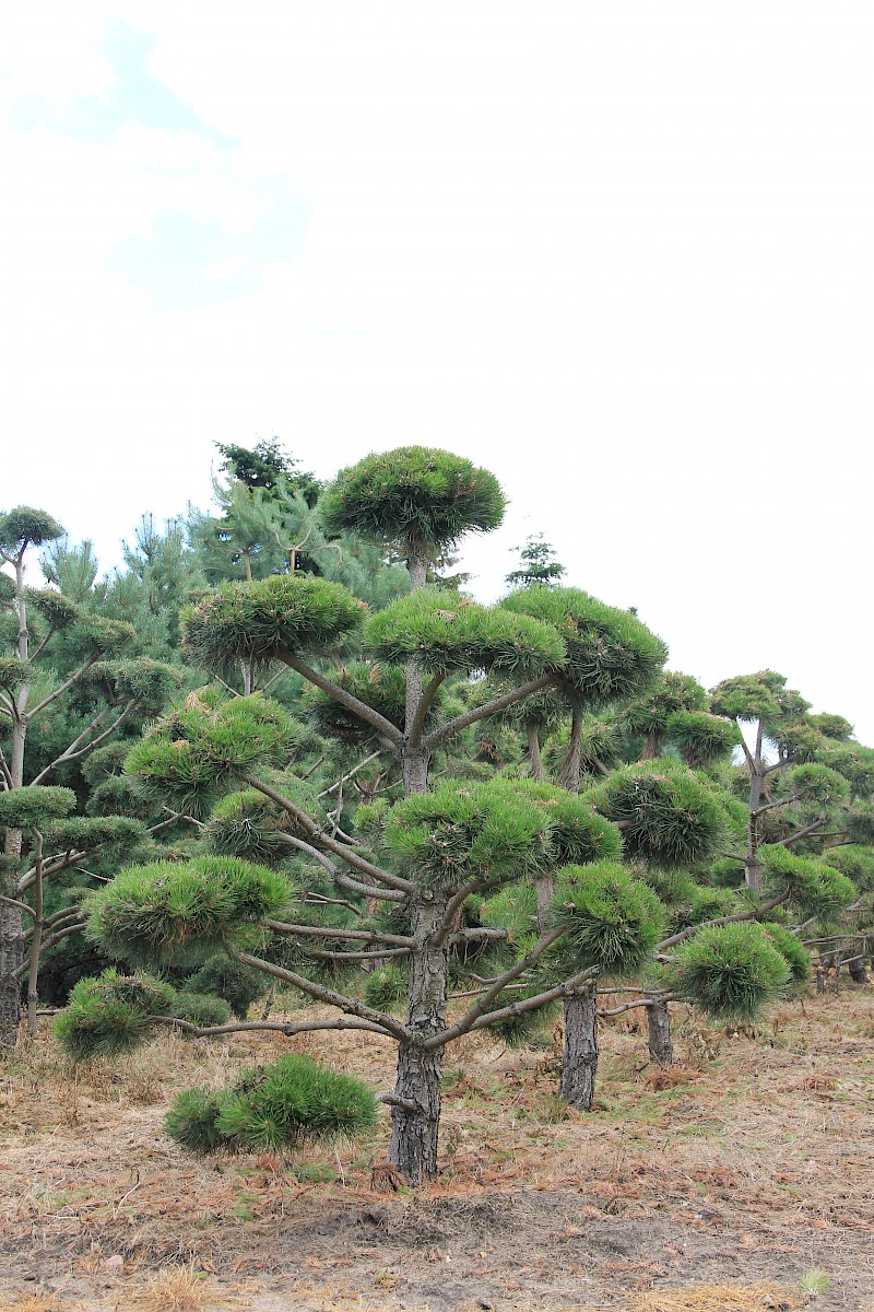 Pinus nigra BONSAI