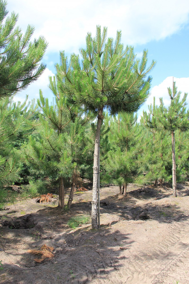 Pinus nigra HOCHSTAMM