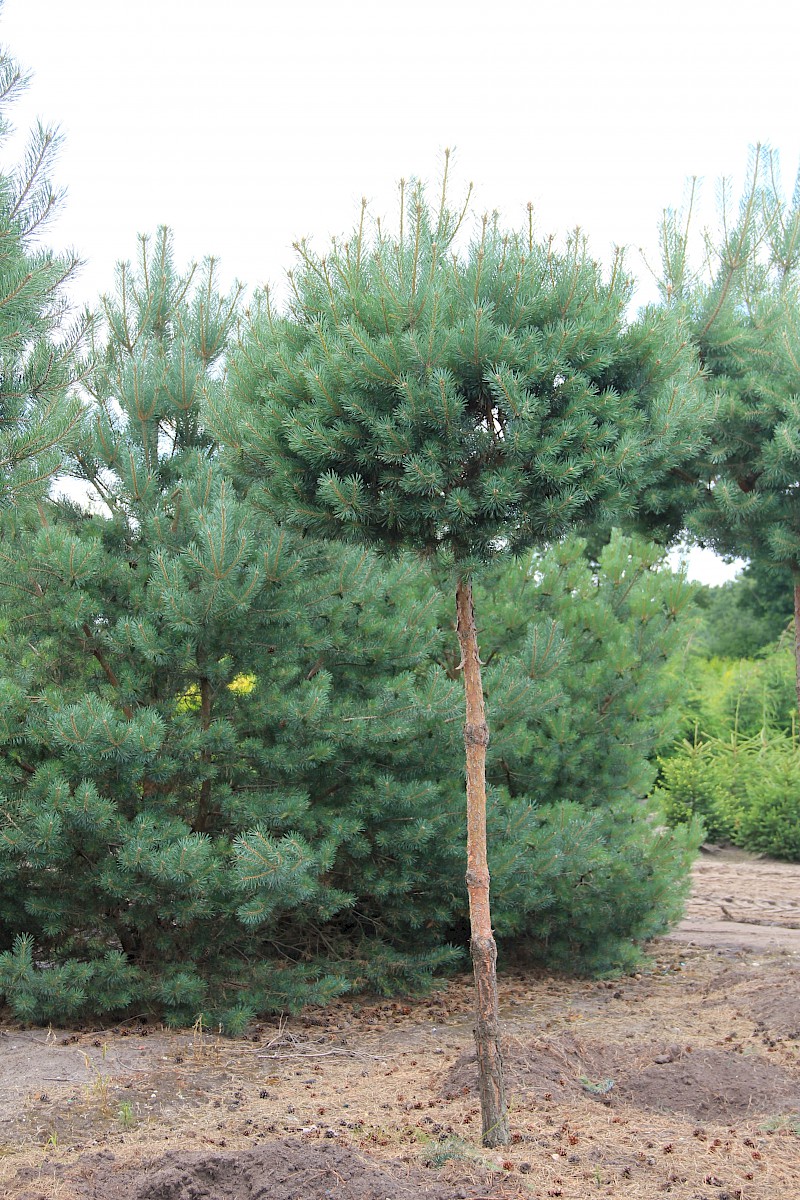 Pinus sylv. DACH