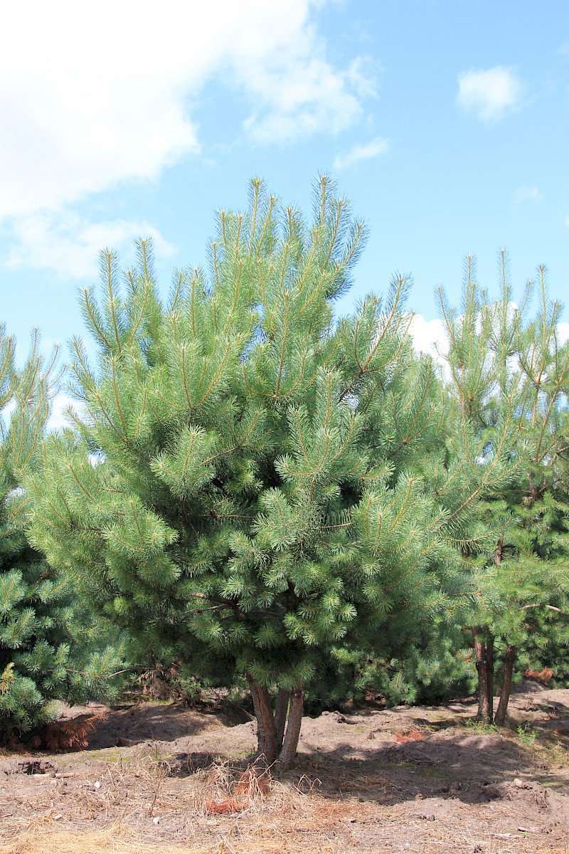 Pinus sylv. MEHRSTÄMMIG